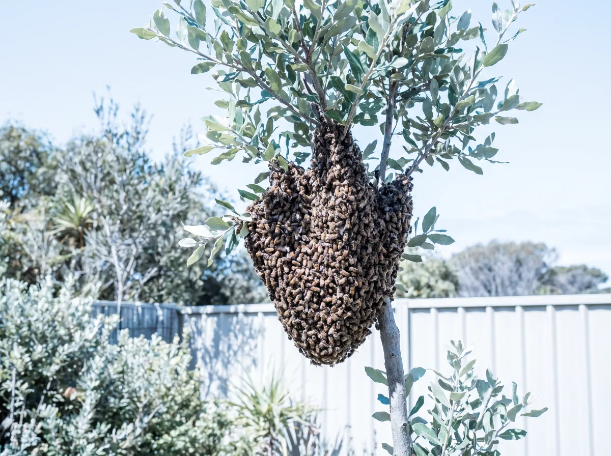 A honeybee swarm clustered as a soft teardrop mass around a low garden tree branch in bright daylight, green foliage behind