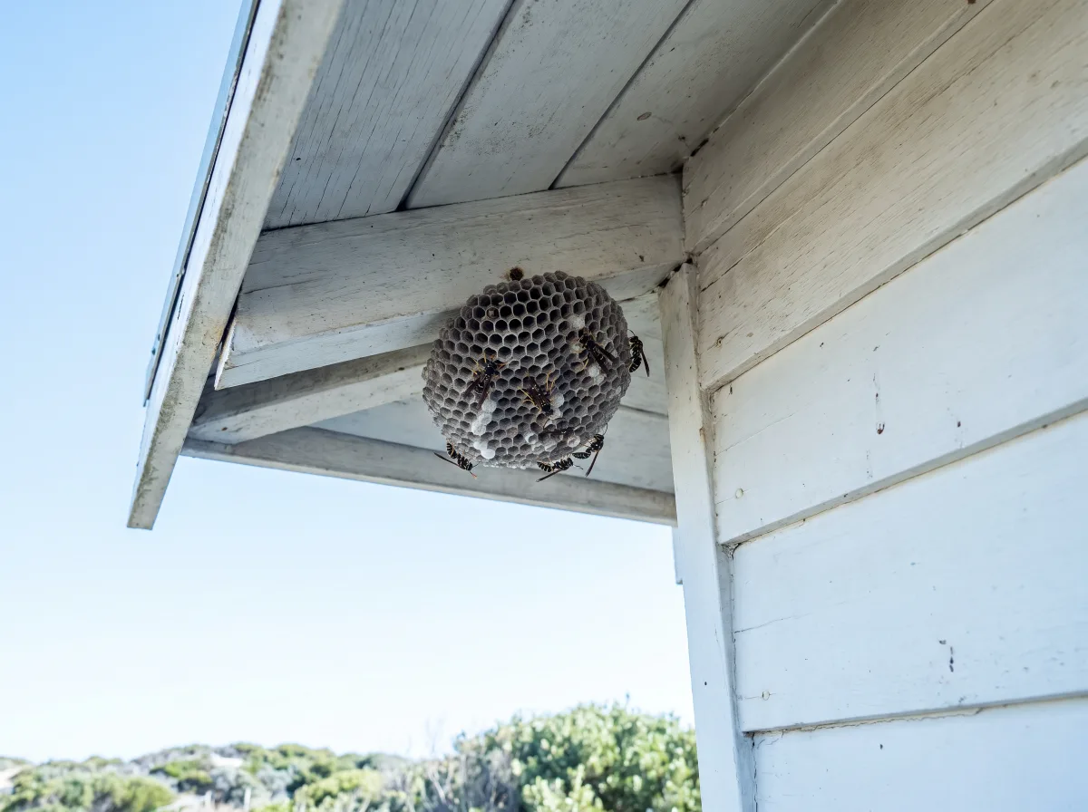 A grey papery open-comb paper wasp nest tucked under the timber eave of a white weatherboard house, seen from below against a pale sky